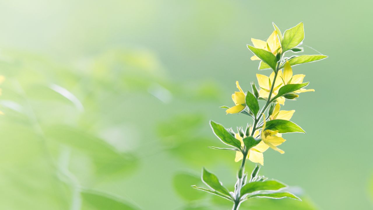 【メール鑑定】「未来リーディング」あなたの未来を占います