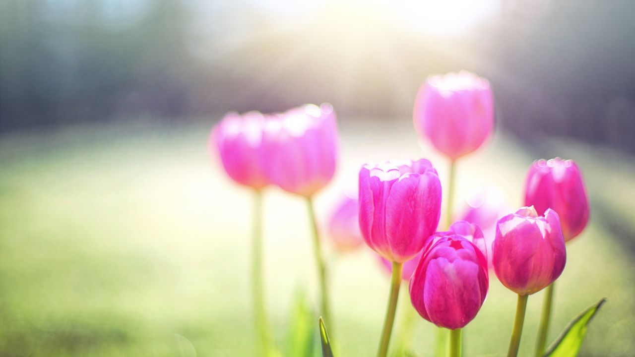 🌸大好評【メール鑑定】あなたの魂、スピリットの流れと過去生をリーディングいたします。