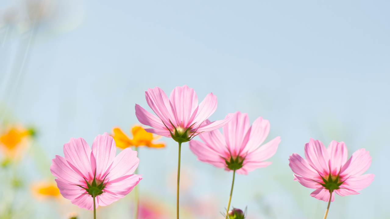 ホメオパシー・カウンセリング