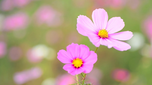 「アセンションの教科書」 はじめに